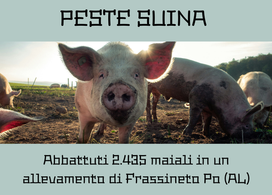 peste suina abbattimento maiali AL.png